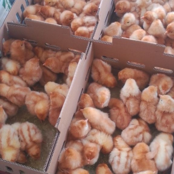 DOC AYAM PETELUR polos PER BOX