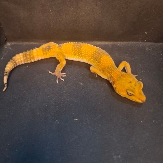 Leopard Gecko Female - Sunspot - Usia Juve Betina Sehat Dark Spot HG023