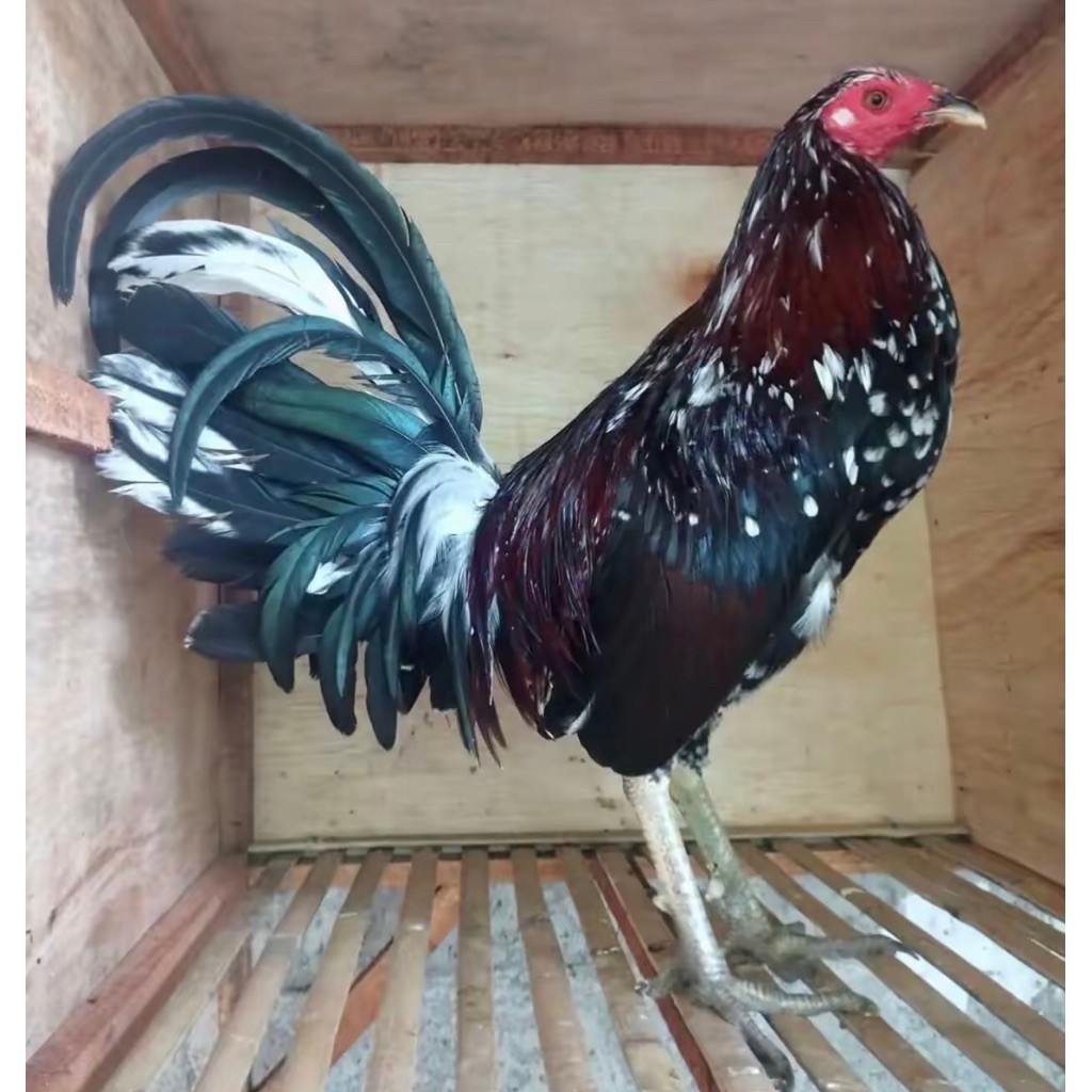 Anakan Ayam Philipin Ayam Ak47 Spangle Umur 5bulan