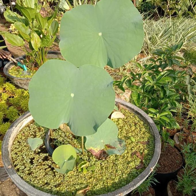 pot semen ukuran 60 cm /pot lotus