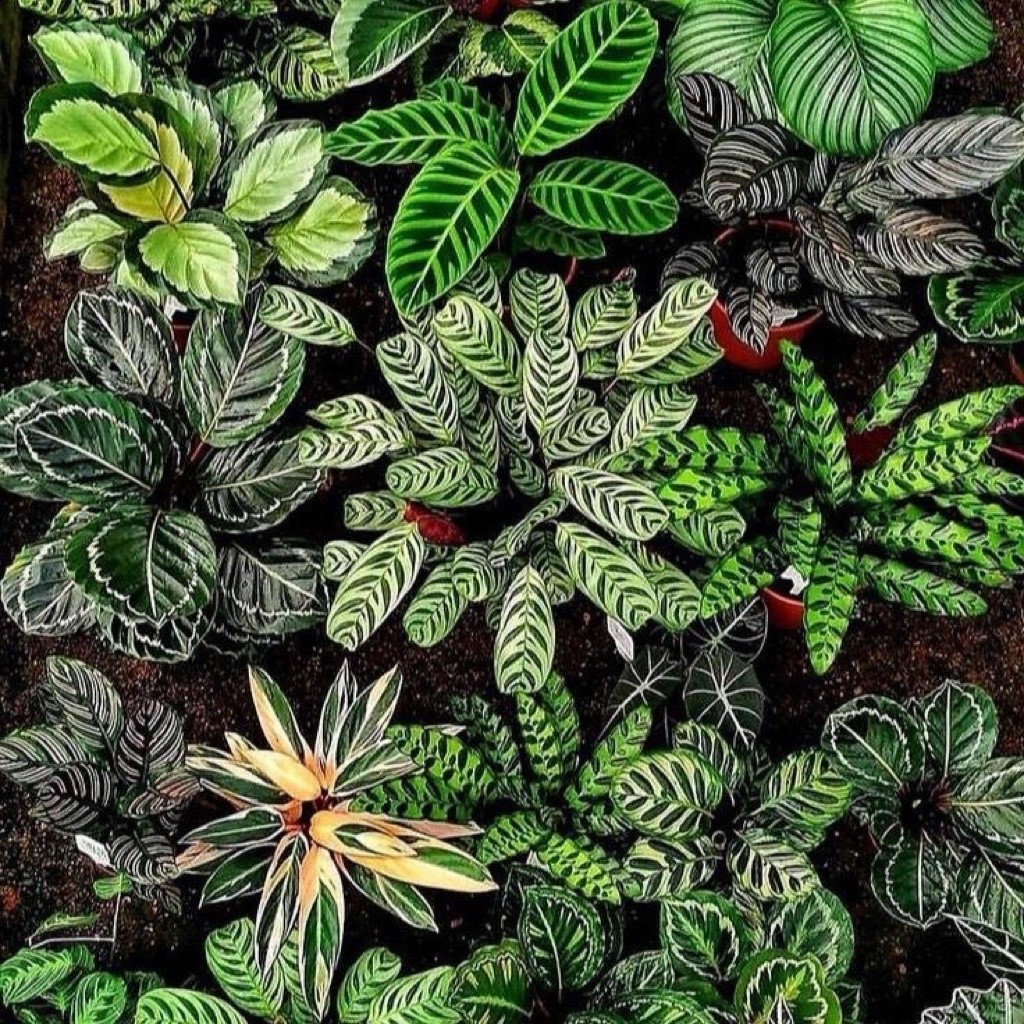 Tanaman Hias Jenis Calathea - Aneka Macam Tanaman Hias Jenis Calathea - Tanaman Indoor Jenis Calathe