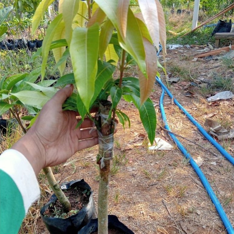 bibit mangga kombinasi (pilih sendiri)