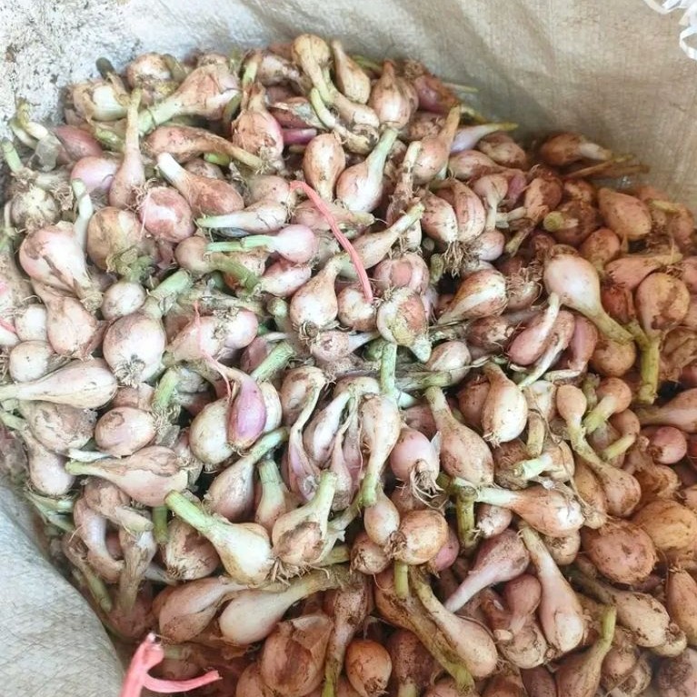 Bawang merah sumenep1kg