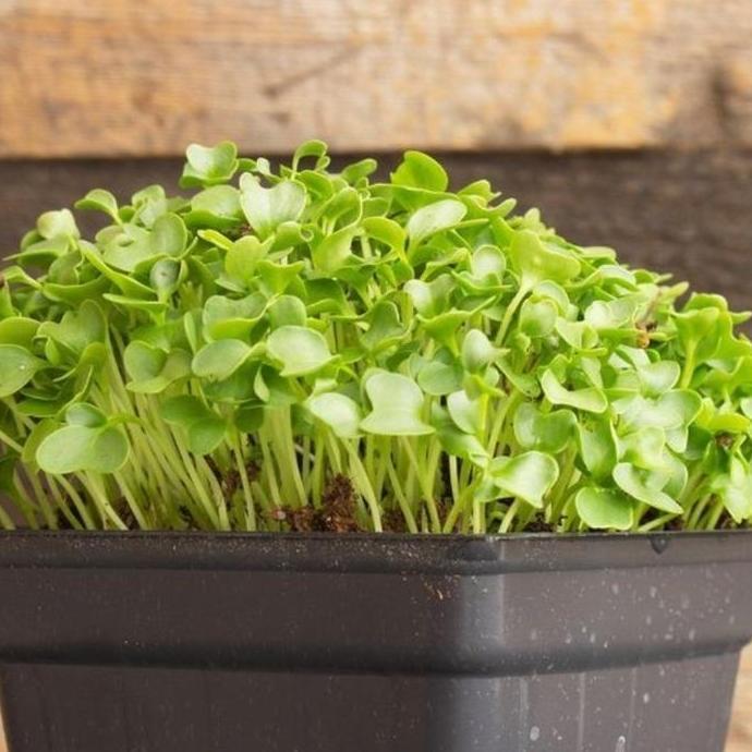 Promo Benih Sayur Microgreen KALE - Kale Microgreen Diskon