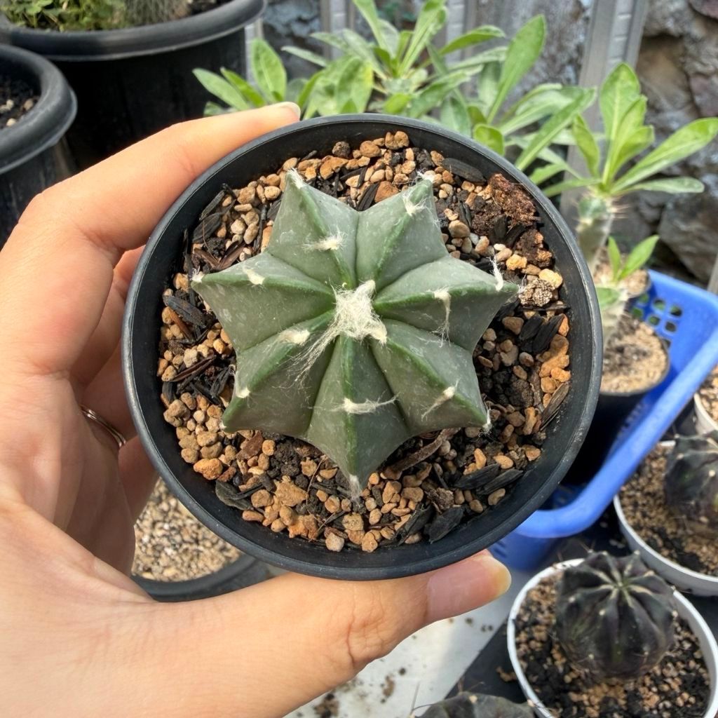 Kaktus Hybrid Astrophytum asterias cv Superkabuto x Capricorne Seedling