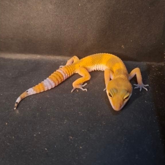 Leopard Gecko Female - SHTCT Dark Line - Usia Juve Betina Sehat Mulus HG112