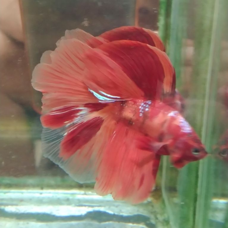 ikan cupang hias aquarium HMDT Nemo size-M