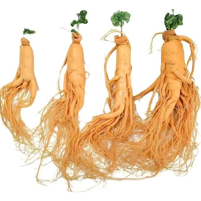 Ginseng Segar Kemasan Vakum / Ginseng Asli / Ginseng Merah / Ginseng Korea