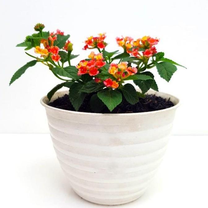 Promo Lantana Camara Tembelekan Orange Pink Bibit Stek Batang Bonsai 2030 Diskon