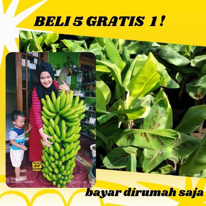 Bibit pisang cavendish varietas giant f17 obral
