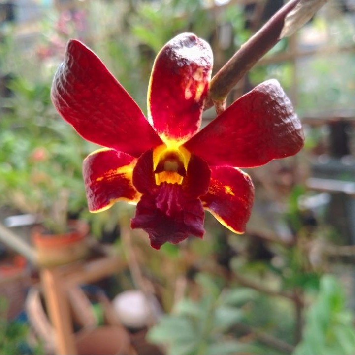 Anggrek Dendrobium Bertachong