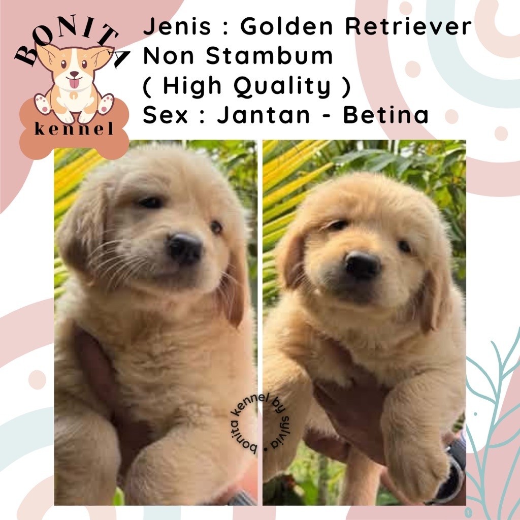Golden Retriever Non Stambum Anak Anjing Golden Jantan Betina Big Bone