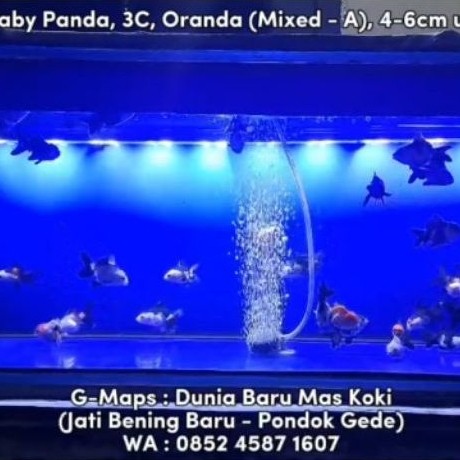 Ikan Mas Koki Baby Panda, 3C, Oranda (Mixed - A), 4-6cm up