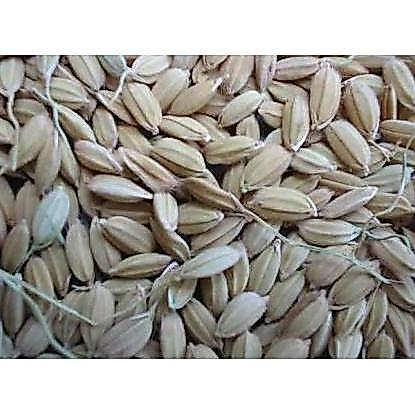 GABAH LAMPUNG / GABAH BANGKOK KECIL 1 KG
