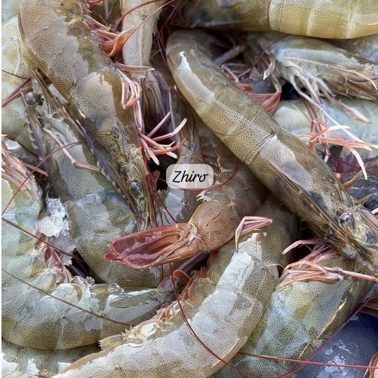 Udang vaname besar 1kg