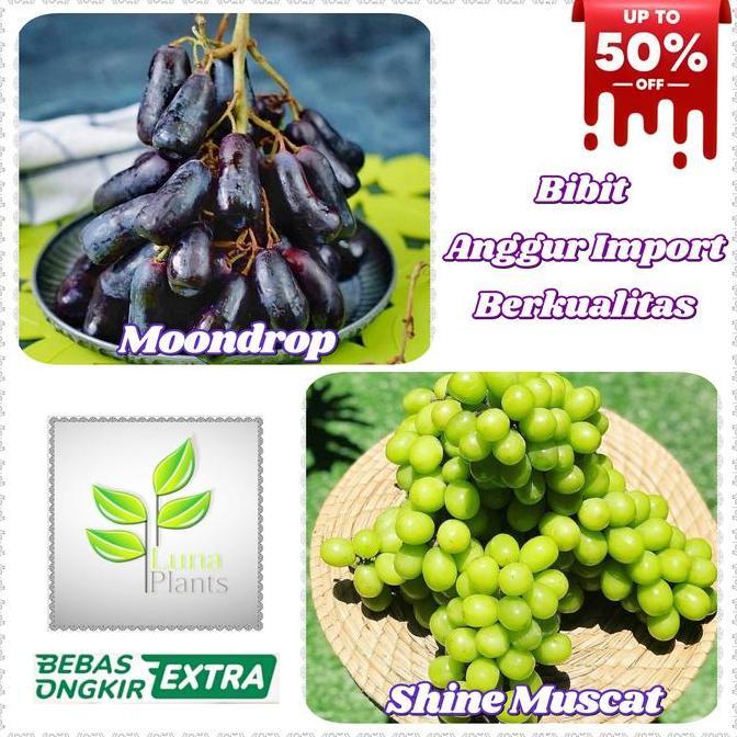 Garden- Bibit Anggur Import - Bibit Buah Anggur Import