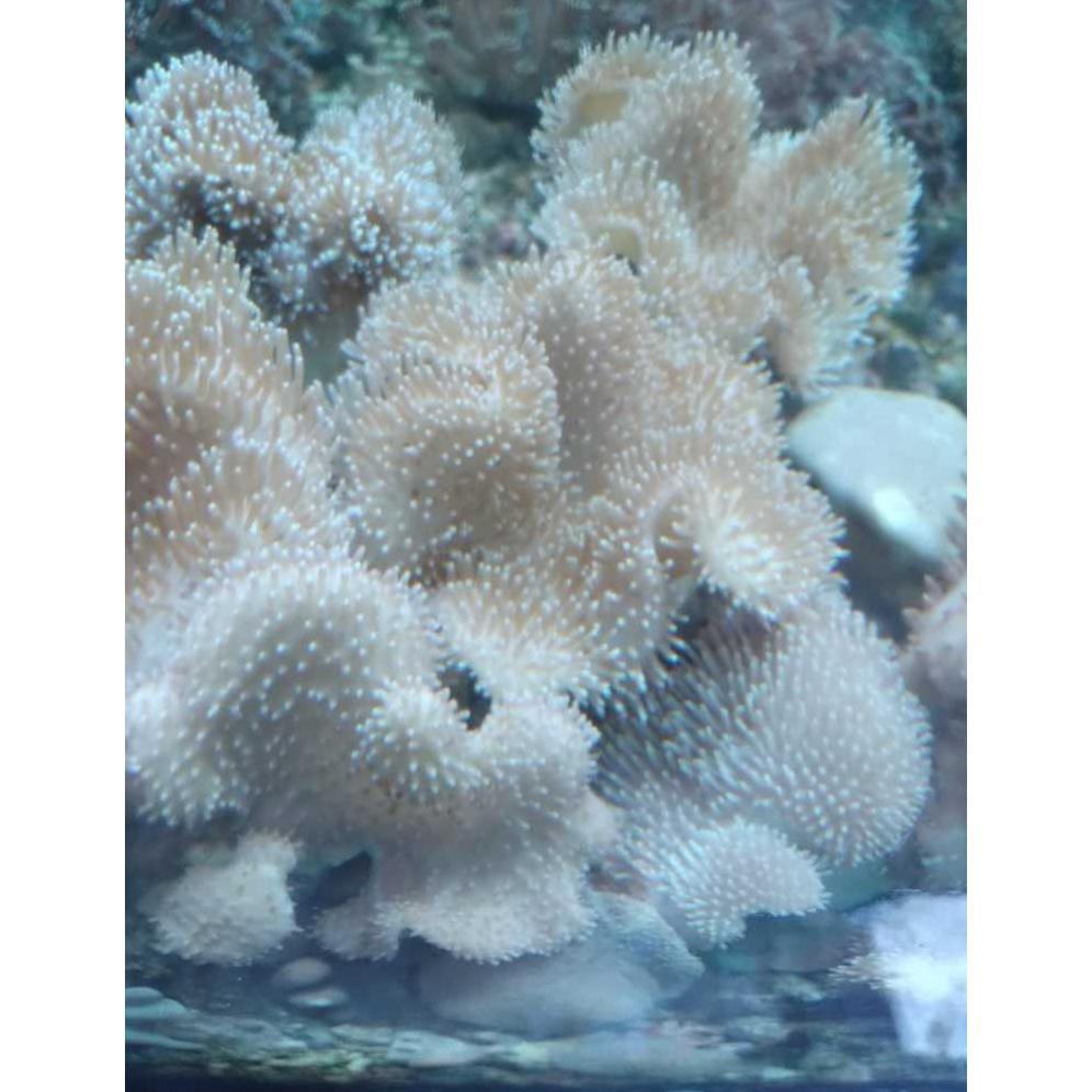 [ALK] Payungan Coklat [Koloni] - Brown Toadstool Leather Coral
