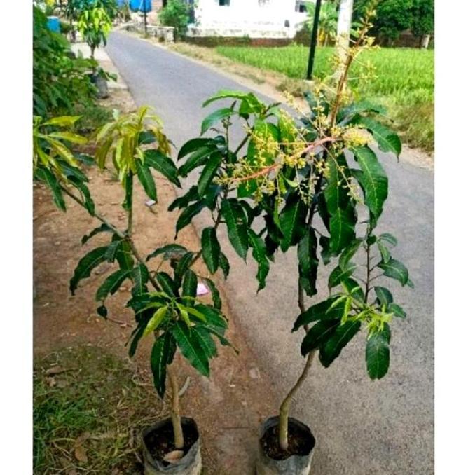Pilihan - Pohon Buah Mangga Okyong Sudah Berbunga