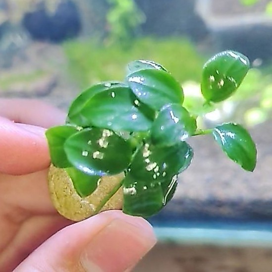 Anubias Petite Tropica bukan anubias nana