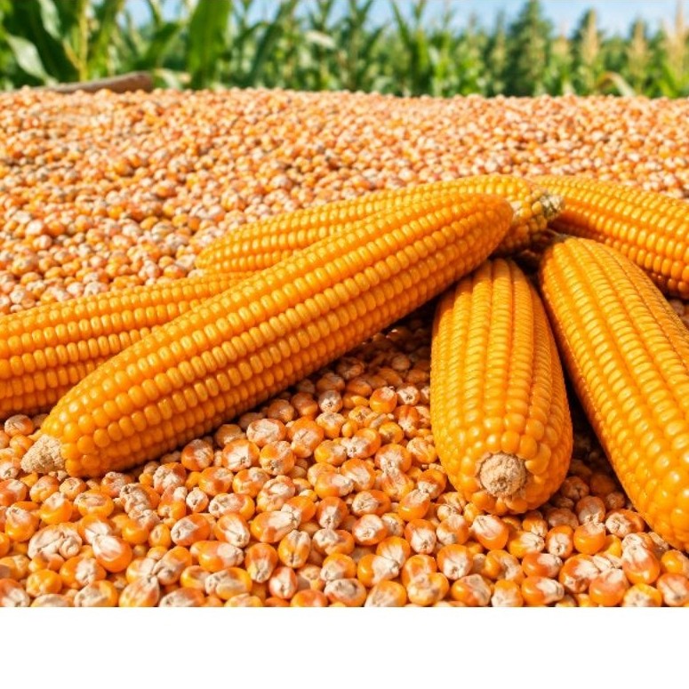 Jagung Kecil Pipil Madura Asli | Jagung Kering Pilihan untuk Pakan Ternak & Burung