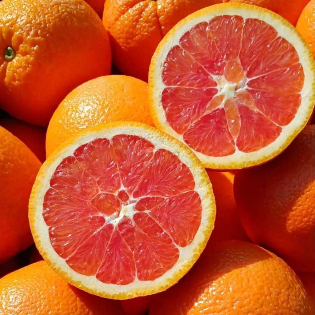 bibit tanaman jeruk import Sunkist merah asli berbuah