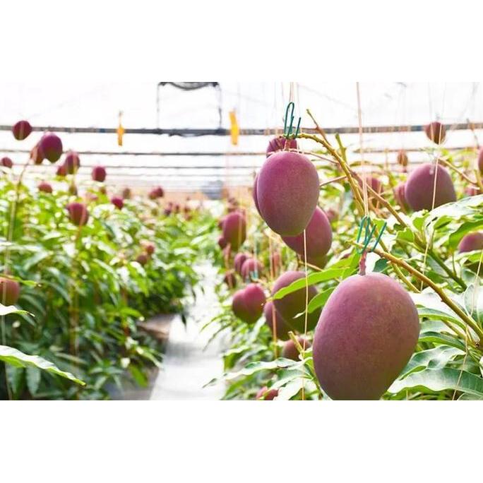 Pohon Mangga Miyazaki berbuah / Pohon mangga Red Miyazaki