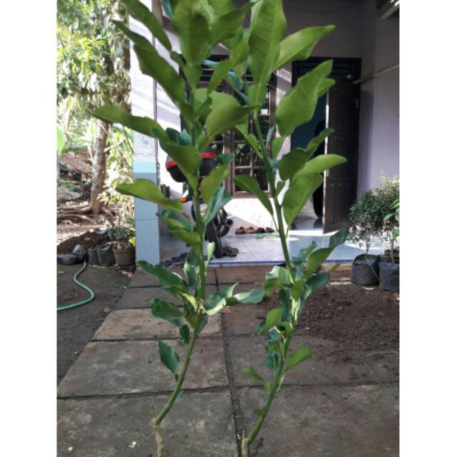 Bibit Jeruk Bali // Bibit Jeruk Bali Merah Berbunga // Bibit Jeruk Bali Murah