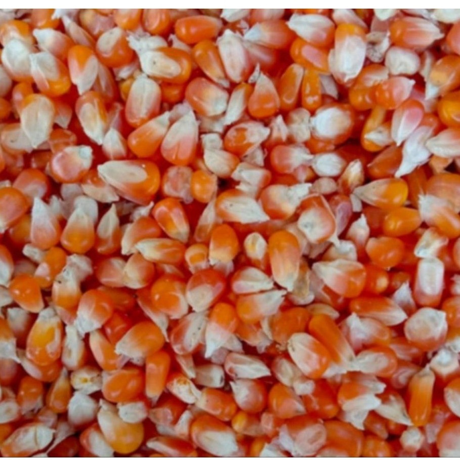 jagung kering kecil makanan ternak, merpati, dara 1kg