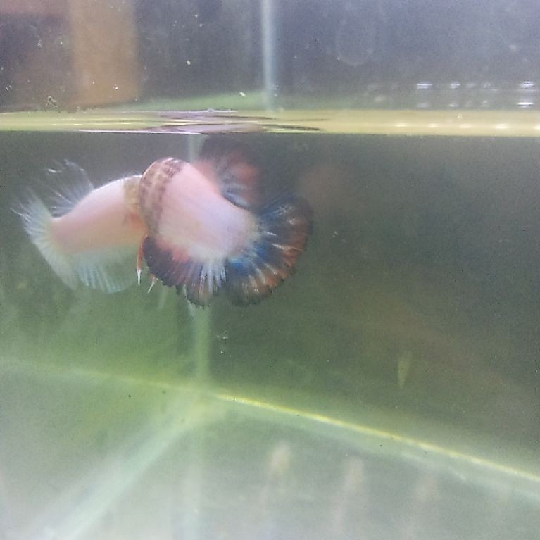 cupang flamingo