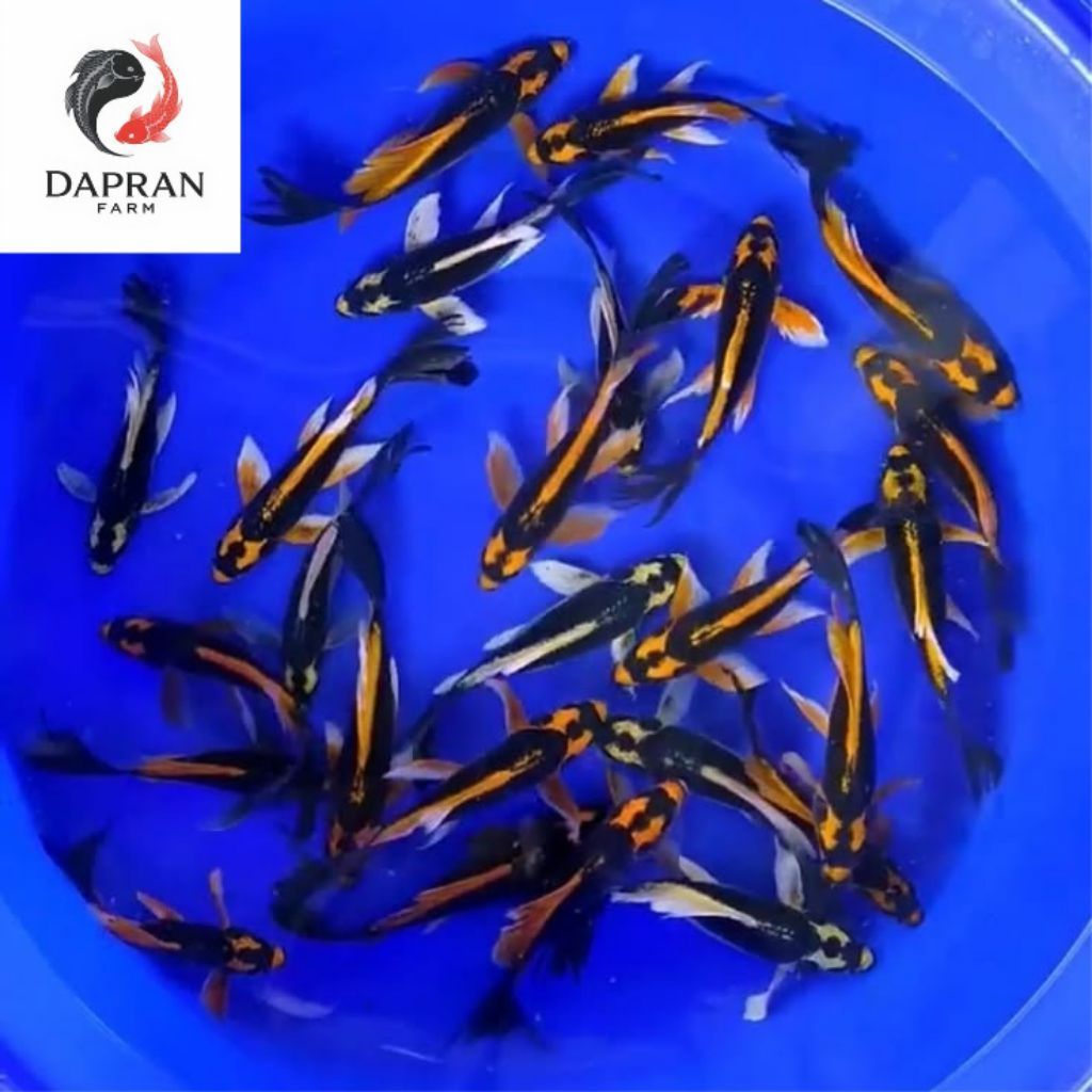 Paket Sepasang Koi Slayer 15-18cm