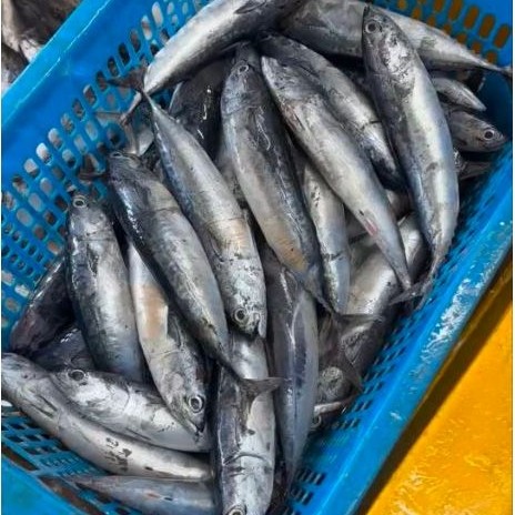IKAN TONGKOL FRESH FROZEN 1KG