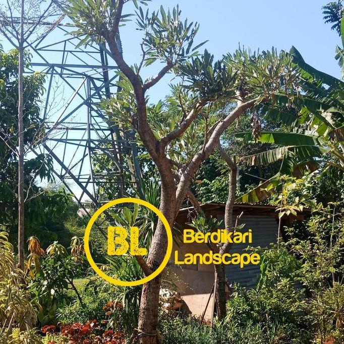 Tabebuia kuning 4 meter pohon pelindung tabebuya kuning besar
