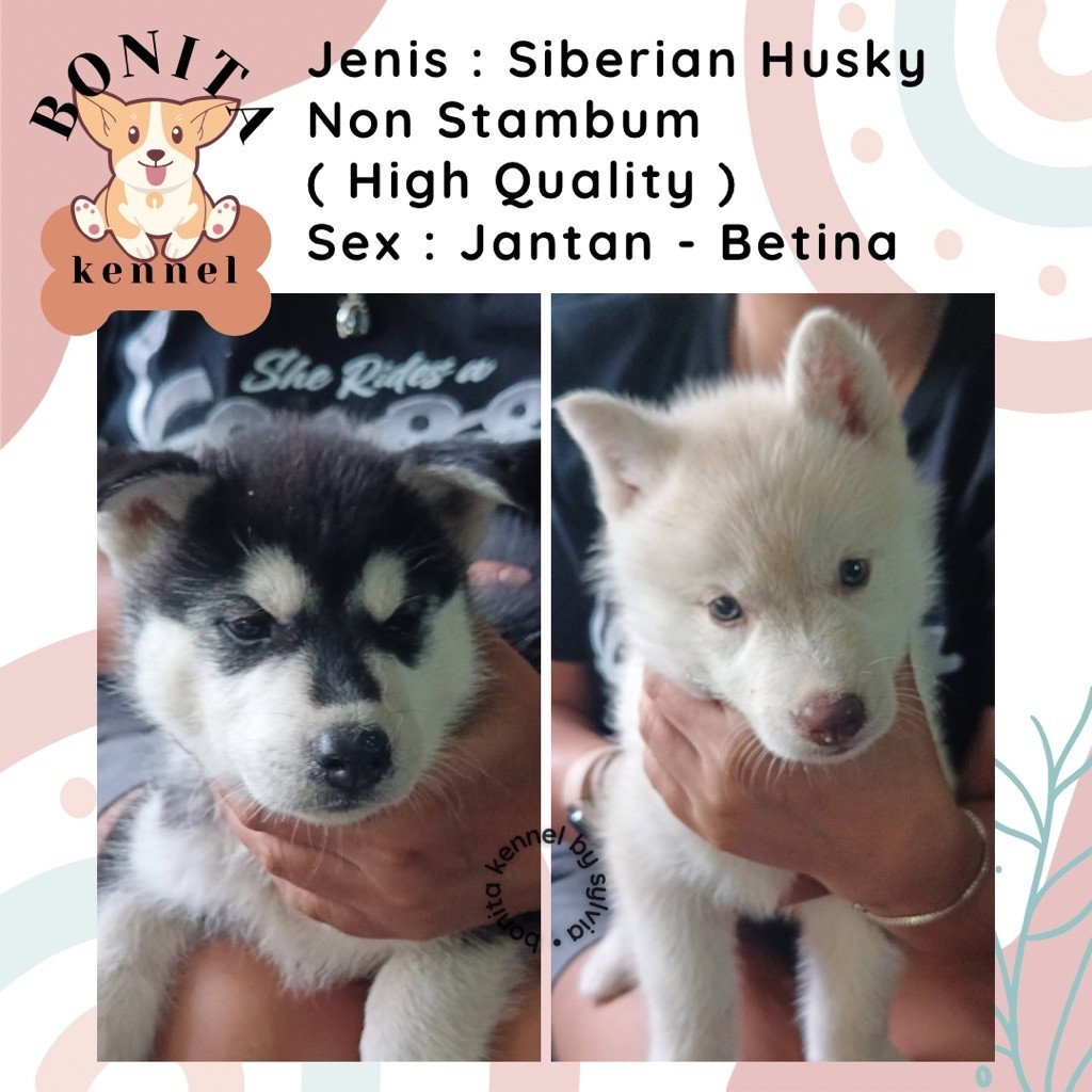 Long Hair Siberian Husky Non Stambum Anak Anjing Husky Jantan Betina Siberian Husky