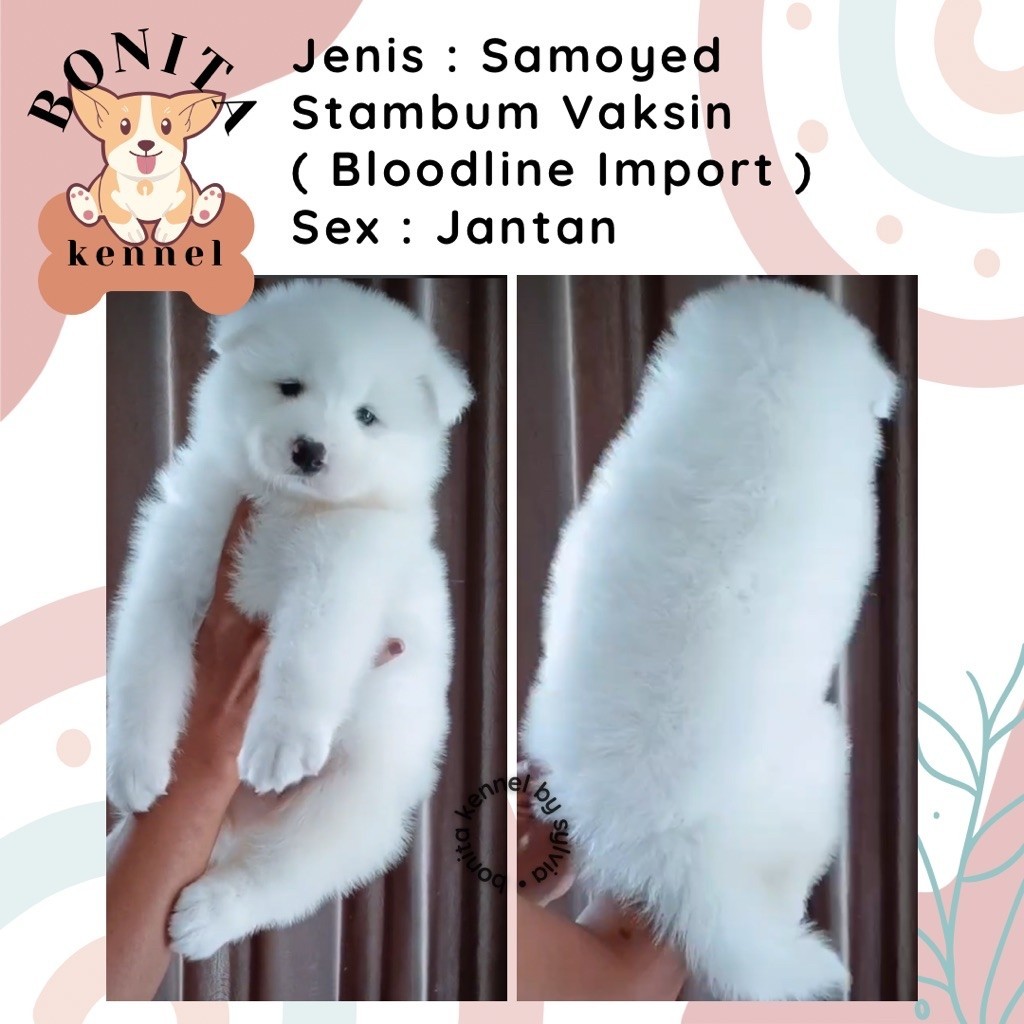 Samoyed Stambum Anak Anjing Samoyed Jantan Betina