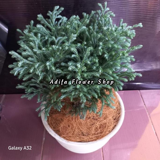Promo TANAMAN HIAS CEMARA PERAK UKURAN BESAR / CEMARA EMBUN INC POT PUTIH Diskon