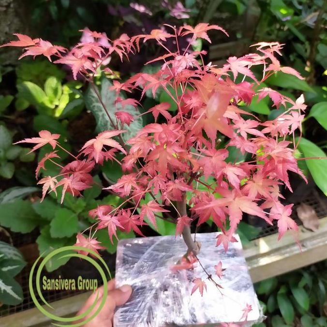 PREMIUM Japanese Red Maple / Bonsai Maple