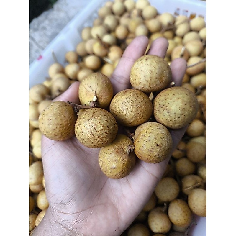 Buah Lengkeng Manis size Besar 1 krat
