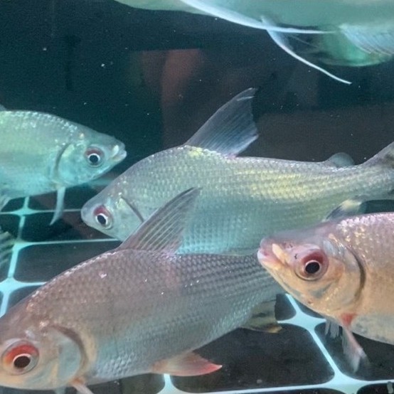 Yellow Feifeng YFF Jumbo
