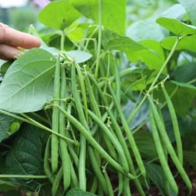 Kemasan Original 500 Butir Benih Buncis Tegak Baby Kenya (Tanpa Lanjaran) Import