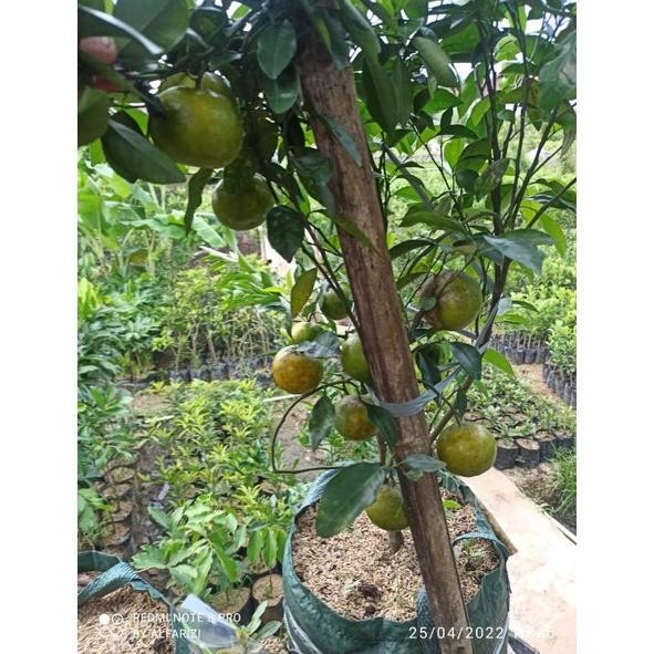 Bibit Jeruk Rgl Rimbun