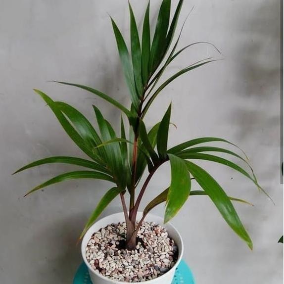 Hias Palem Botol Mini C Pot Putih Batu Hias