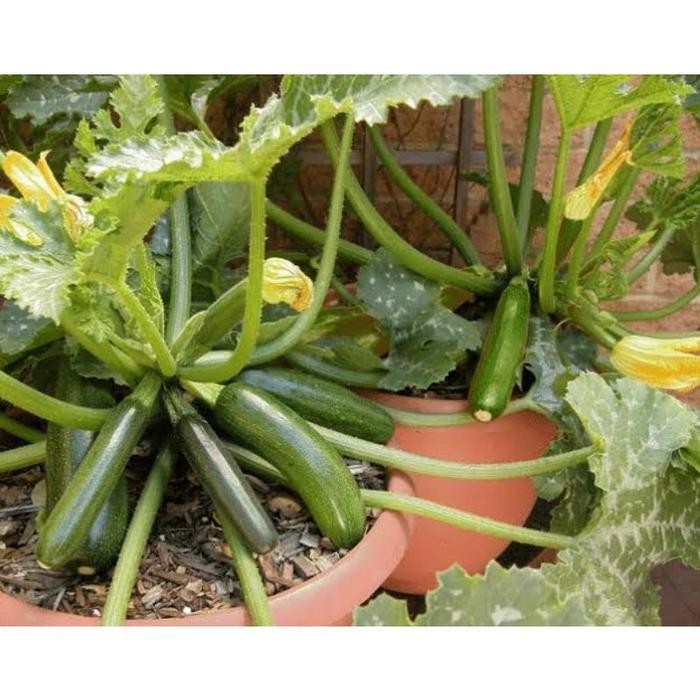 Cod - 2 Biji - Benih Zucchini Hijau Bibit Tanaman Zukini - Sukini Zukini