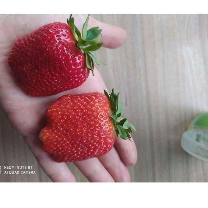 [Cod] - 10 Biji - Benih Strawberry Merah Jumbo - Bibit Stroberi Unggulan - Benih Buah Strawberi Mani