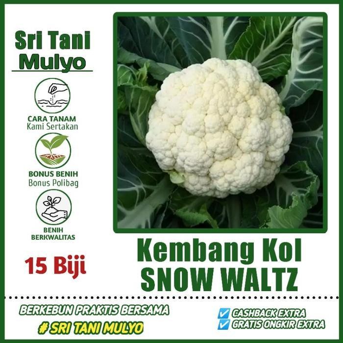 

[Cod] - 15 Biji - Benih Kembang Kol Snow Waltz Bunga Kol Unggul Import