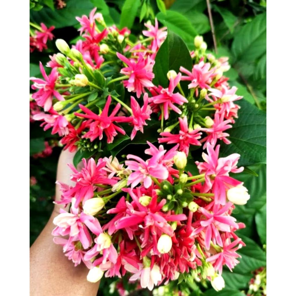 Tanaman Hias Melati Belanda - Bunga Melati Belanda wangi