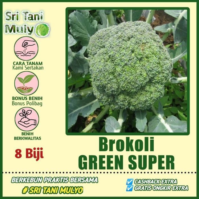 

[Cod] - 8 Biji - Benih Brokoli Green Super - Brokoli Berkwalitas Mudah Tumbuh
