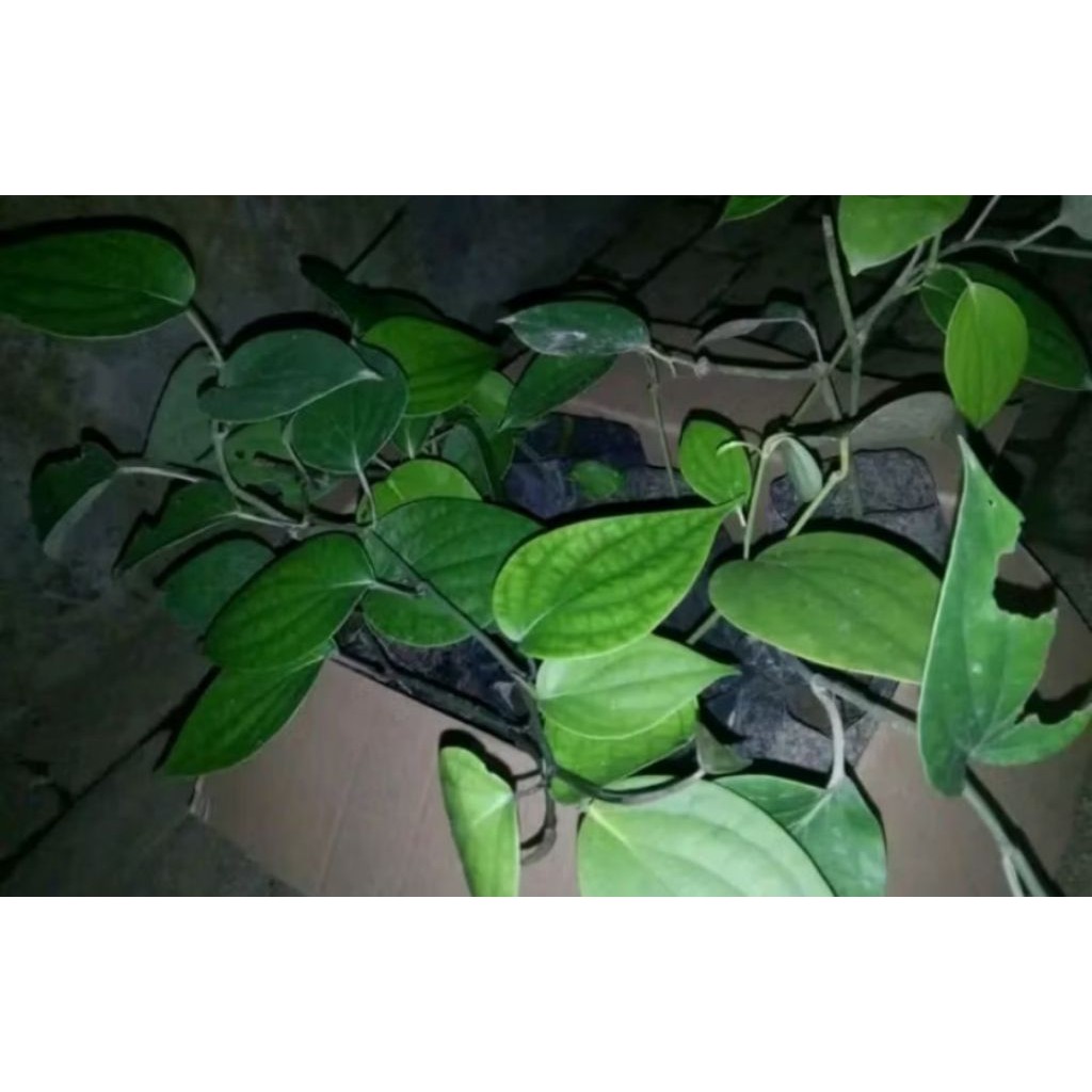 BIBIT MERICA/LADA PERDU