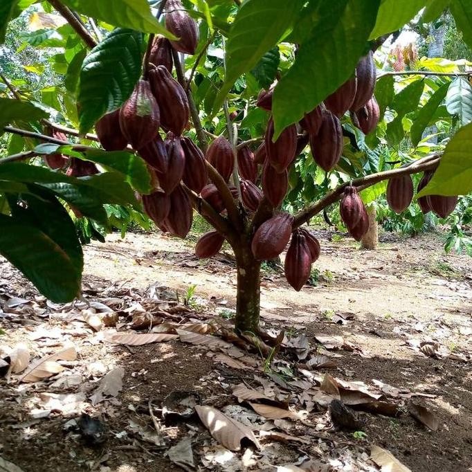 PROMO Bibit Kakao MCC 02 / Bibit Coklat MCC02
