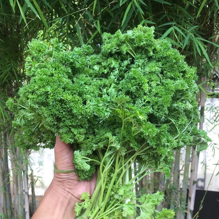 LS Daun parsley / parsley segar