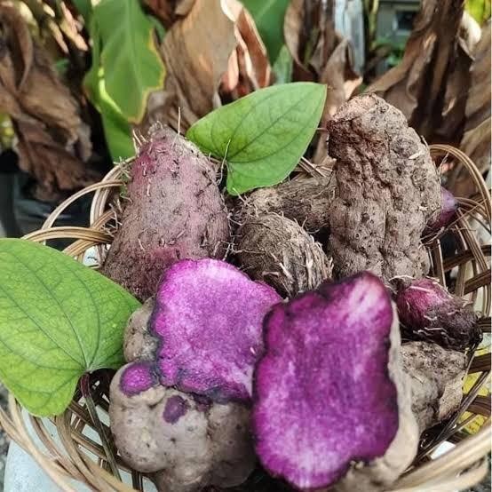 

LS Ubi uwi ungu pulen legitt fres segar 1kg Wijen Bahan Makanan